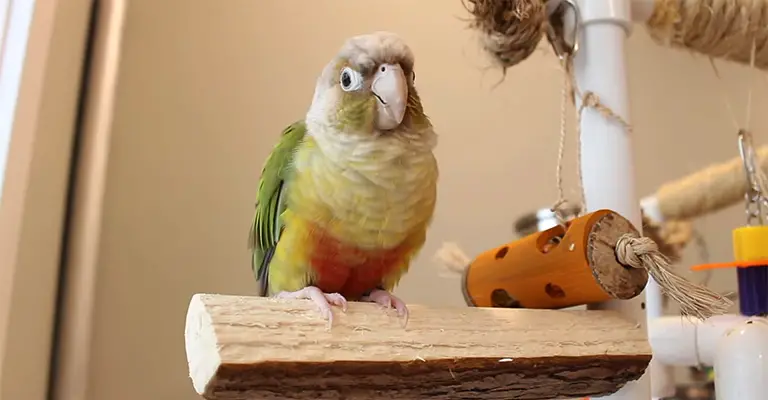 Benefits of Owning Pet Birds Based on Science