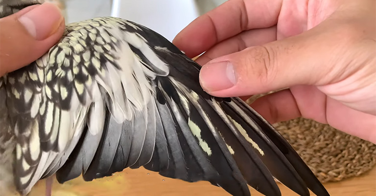 Benefits of Regular Clipping Cockatiel's Wings