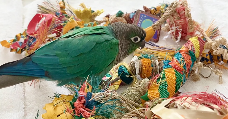 Best Toys for Conure Birds
