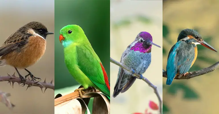 Bird Identification Guide for Beginners