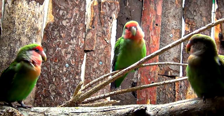 Birds Away From Dog Food