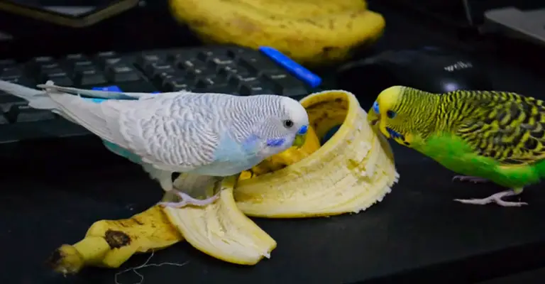 Birds Bananas