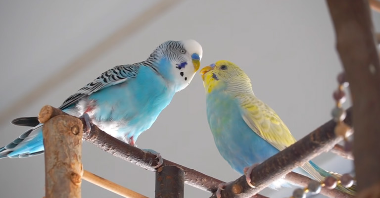 Bird’s Body Language and Postures