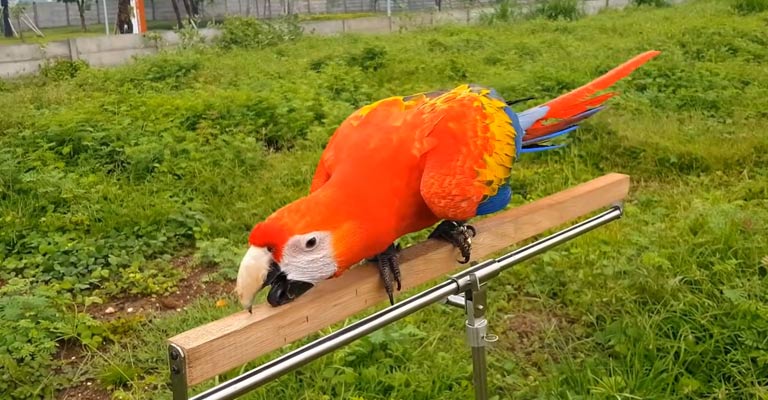 Birds Can Live with Macaws
