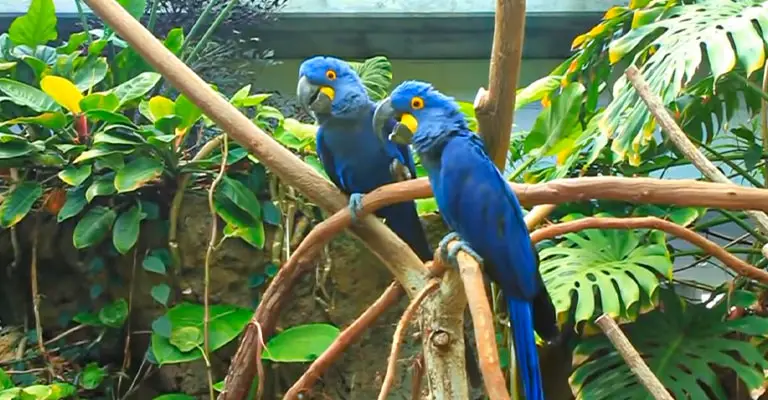 Birds Can Macaws Live Together With