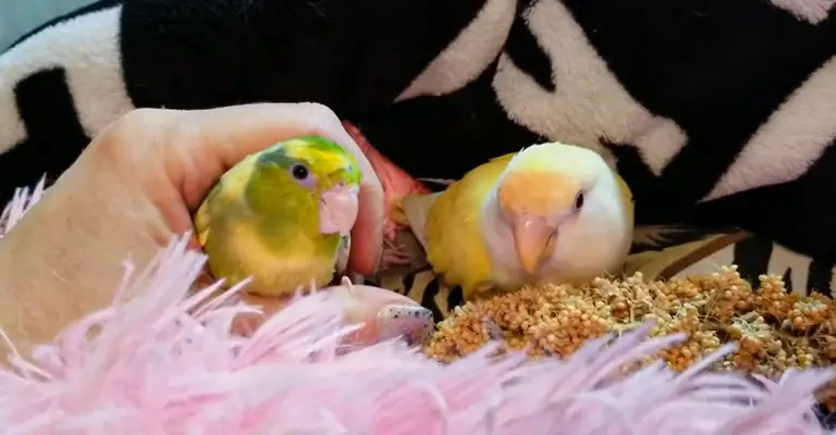 Birds Can Parrotlets Live Together With