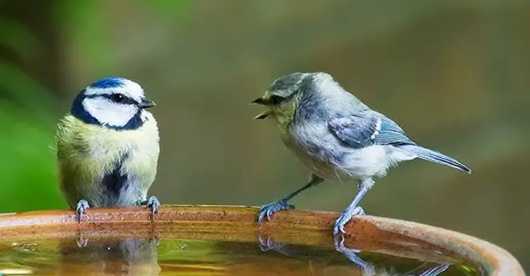 Birds Communicate With Each Other
