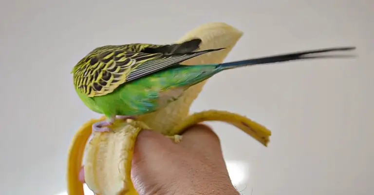 Birds Eat Bananas