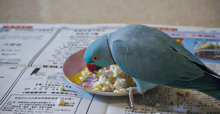 Birds Eat Popcorn