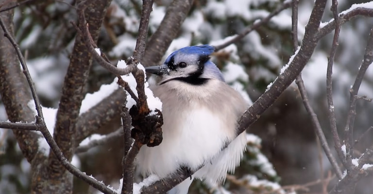 Birds Go When It Snows