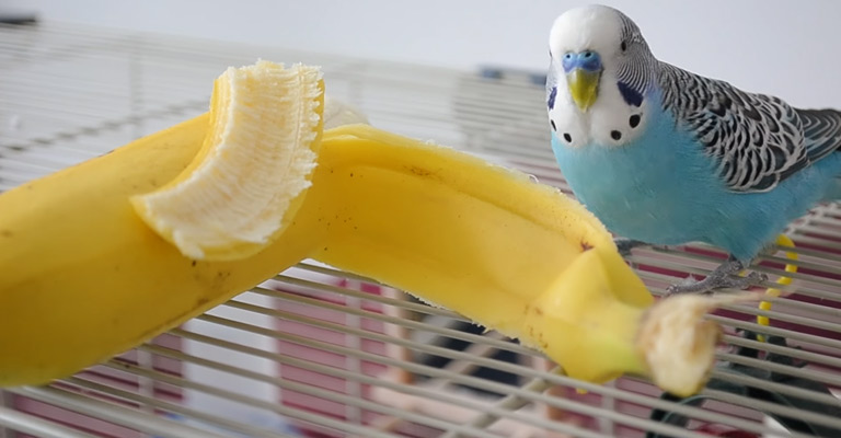 Birds That Enjoy Bananas