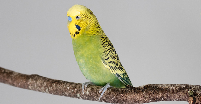 Budgerigars 