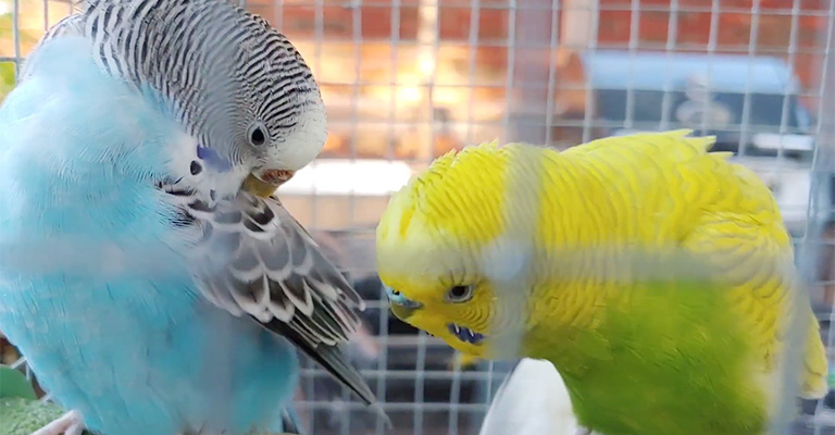 Budgie Biting Other Budgies Tail- How To Stop