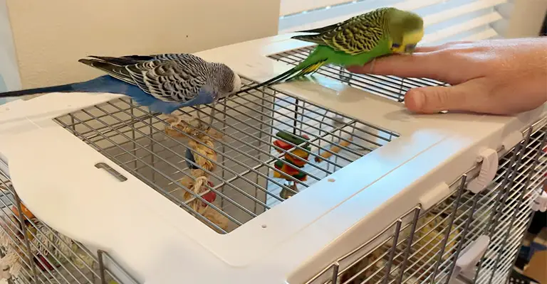 Budgie Biting Other Budgies Tail- Reasons And How To Stop