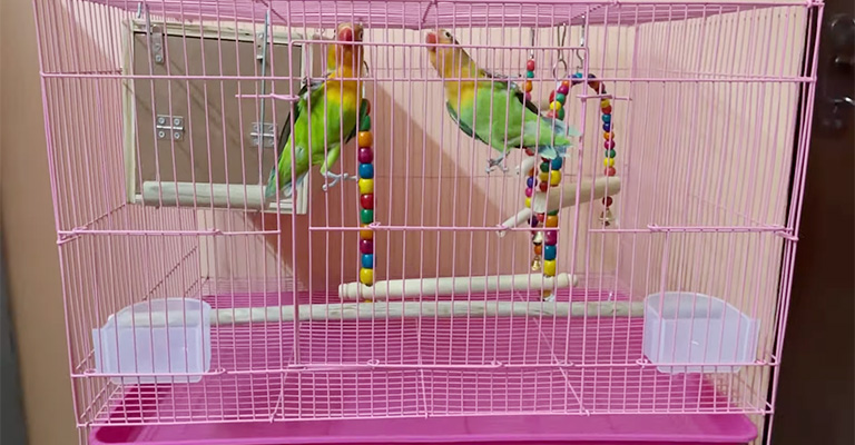 Cage Accessories You Will Need for Lovebirds