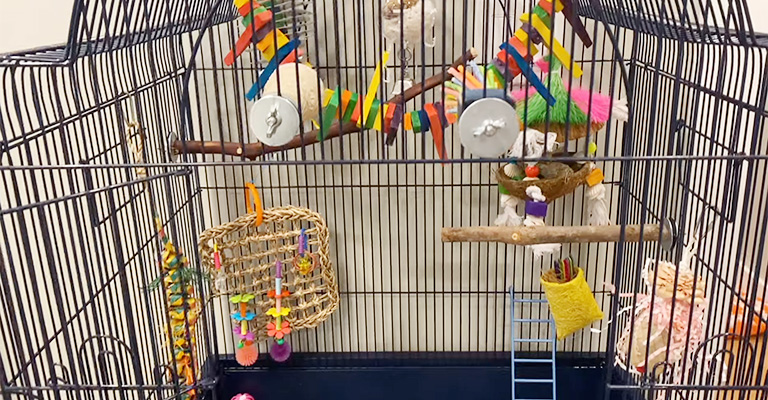Cage Accessories and Enrichment for Conure Birds