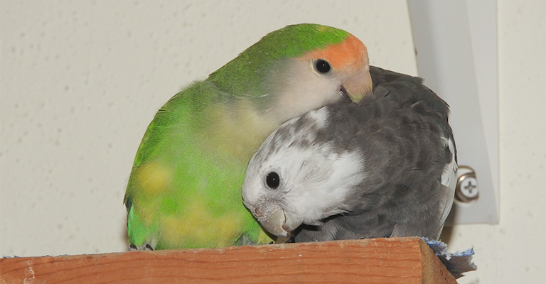 Cage and Space Requirements for Lovebirds and Cockatiels
