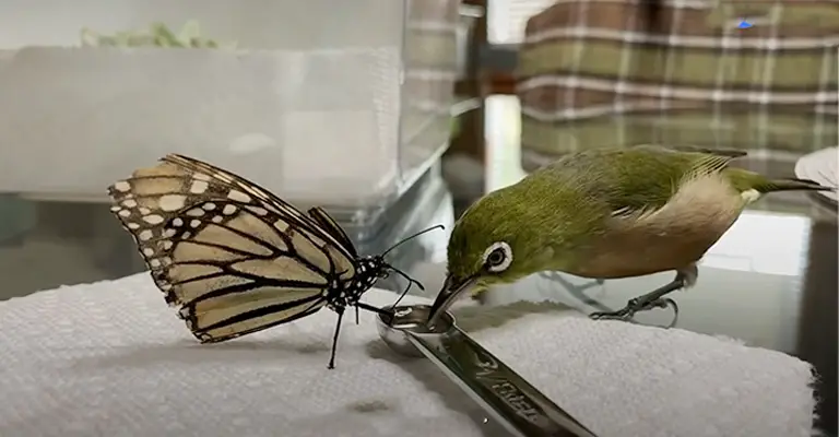 Can Birds Eat Butterflies- Potential Benefits & Risks