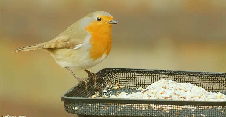 Oats for Avian Friends: Can Birds Eat Oats