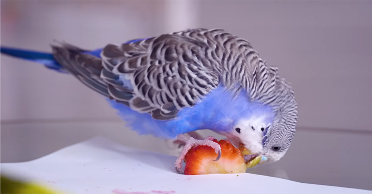 Can Birds Eat Strawberries