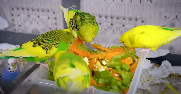 Can Budgies Eat Beetroot Leaves
