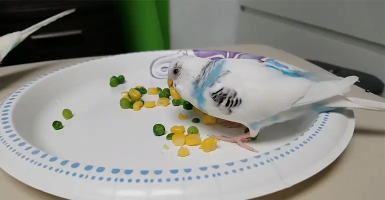 Can Budgies Eat Peas