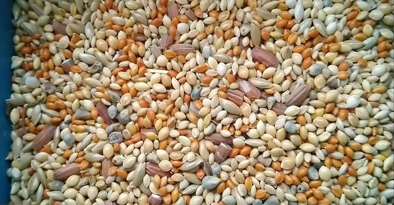 Can Cockatiels Eat Birdseed Mix
