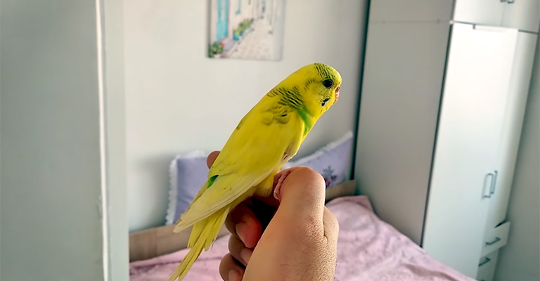 Can I Potty Train My Budgie to Minimize Mess