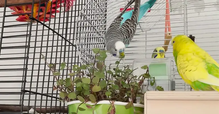 Can I keep a budgie permanently in a cage