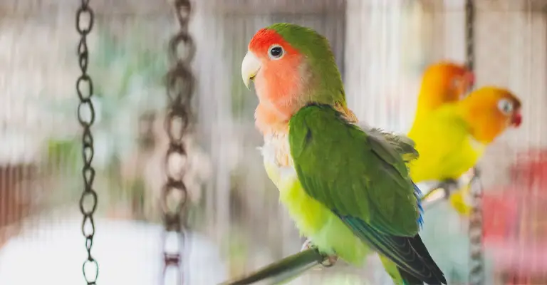 Can Lovebirds Mimic Human Speech