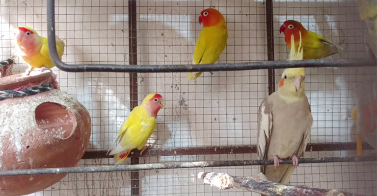 Can Lovebirds and Cockatiels Live Together in One Cage