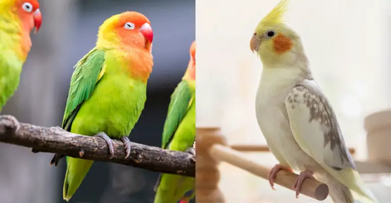 Can Lovebirds and Cockatiels Live Together in One Cage