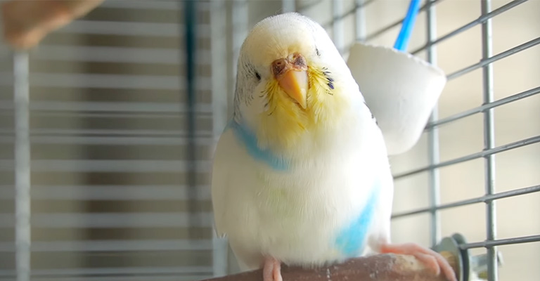 Can My Budgie's Dirty Face Make It Sick
