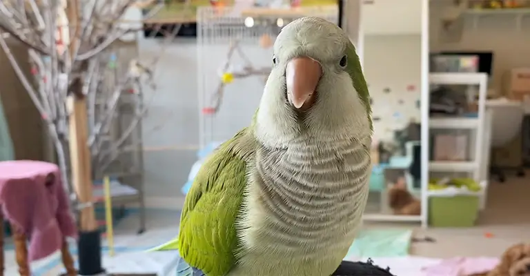 Can Quaker Parrots Talk