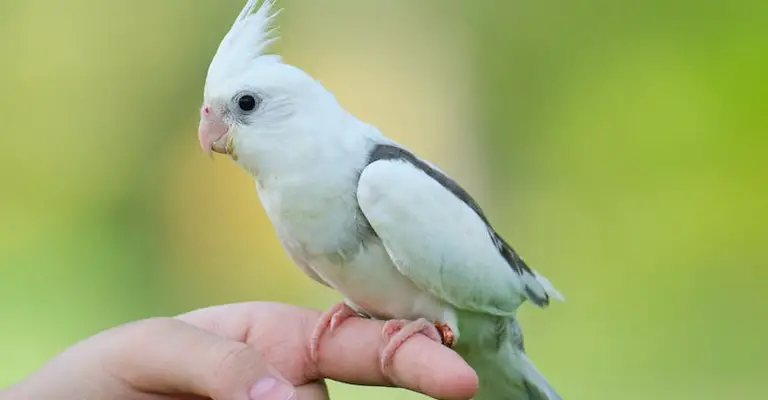 Can Unfamiliar People Make Cockatiels Stressed