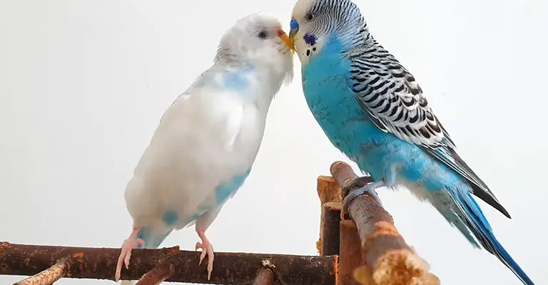 Can You Bond with Two Budgies