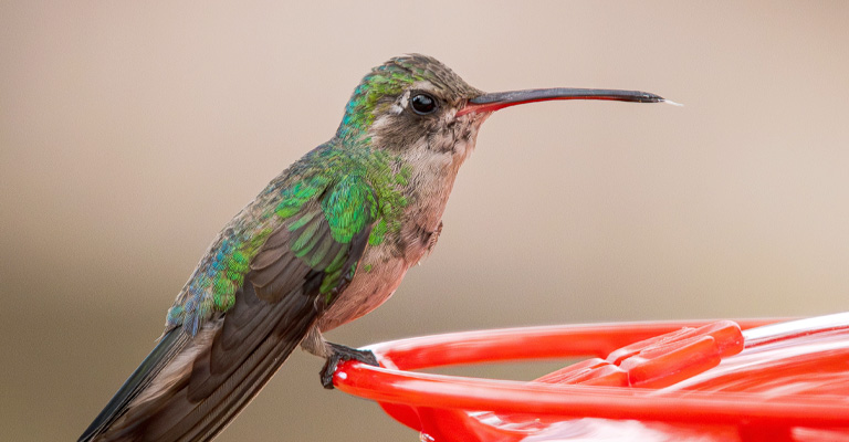 Can You Keep Hummingbirds As Pets