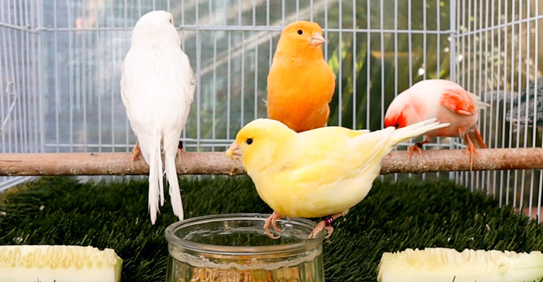 Canaries and Songbirds in Domestication Birds