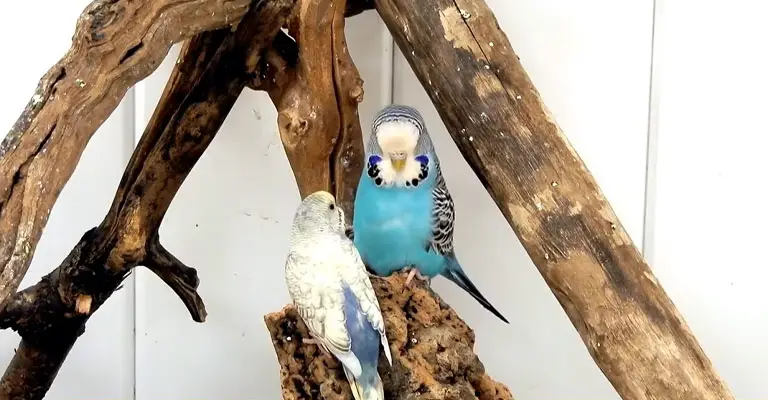 Challenges of Bird Ownership