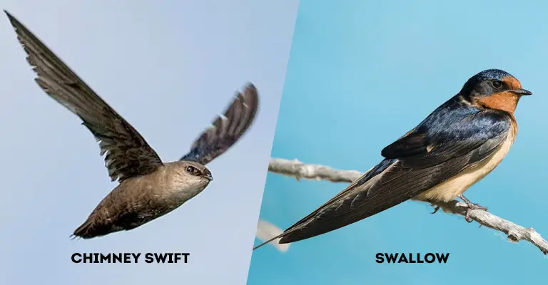 Chimney Swift Vs Swallow