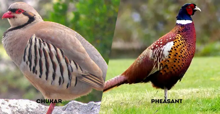 Chukar Vs Pheasant