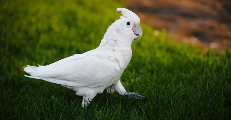 Cockatoos