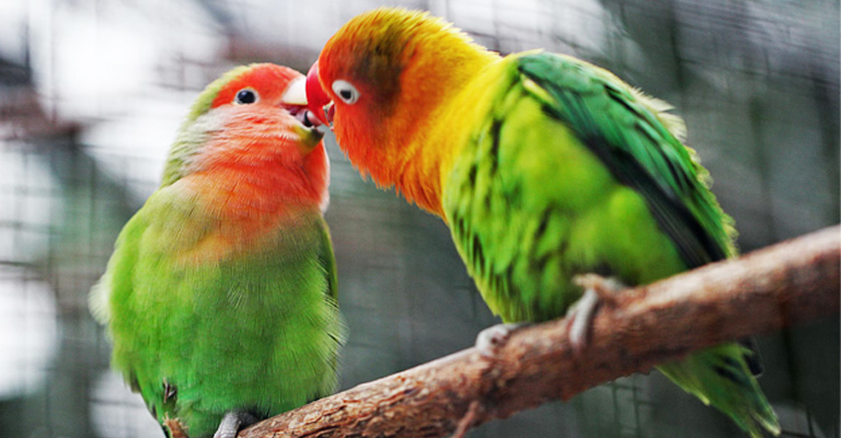 Common Health Issues of Lovebirds