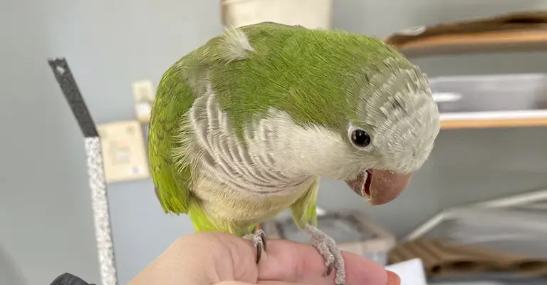Common Misconceptions Regarding Quaker Parrots’ Voice