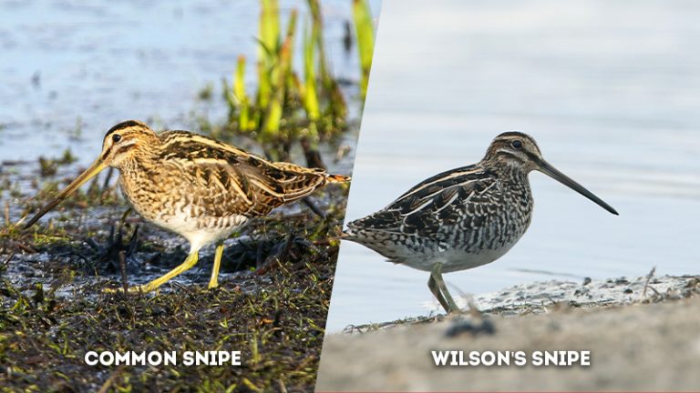 Migration Mysteries Differences In Behavior Between Common And Wilson S Snipes The Worlds