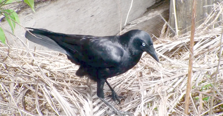 DIY Deterrents to Prevent Swooping Torresian Crow