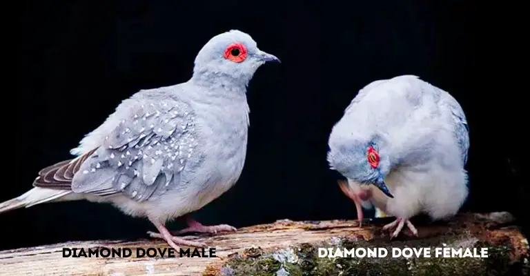 Diamond Dove Male Vs Female