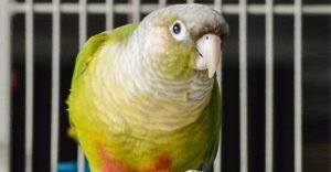 A Guide to Their Lifespan: How Long Do Green Cheek Conures Live? - The