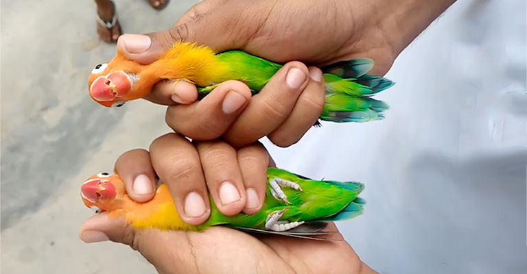 Differences in Vocalizationsof Male and Female Lovebirds