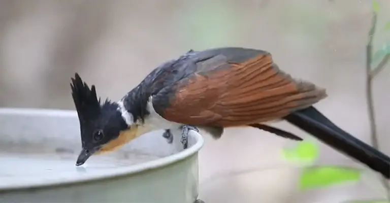 Do Birds Drink Water- How Do